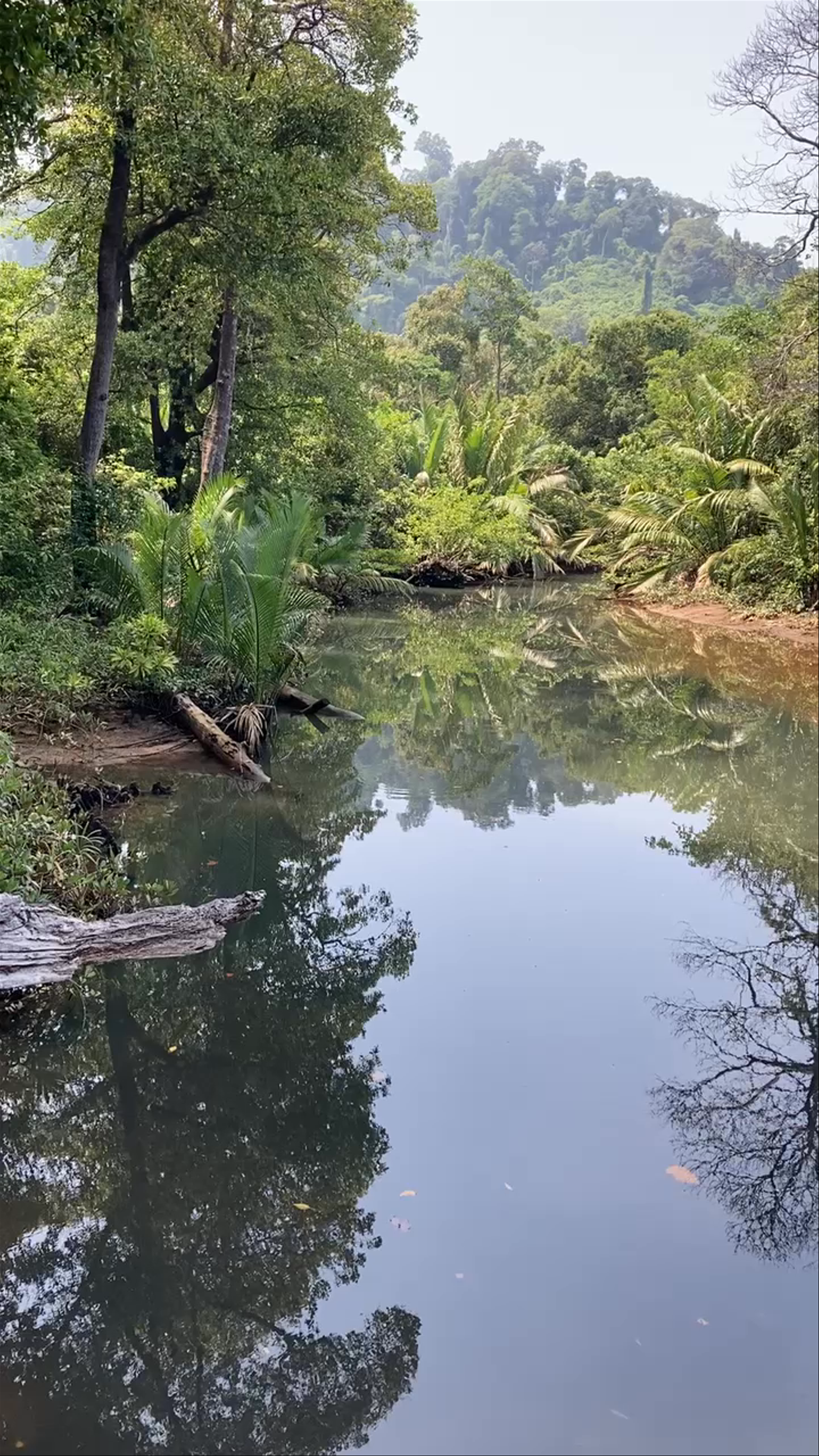 Enchanting Nature Walk to Pertama Seafood, Tioman Island