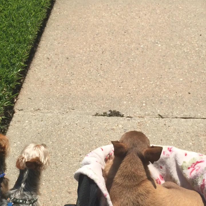 K9 Second Line - Dog Walkers Near Me
