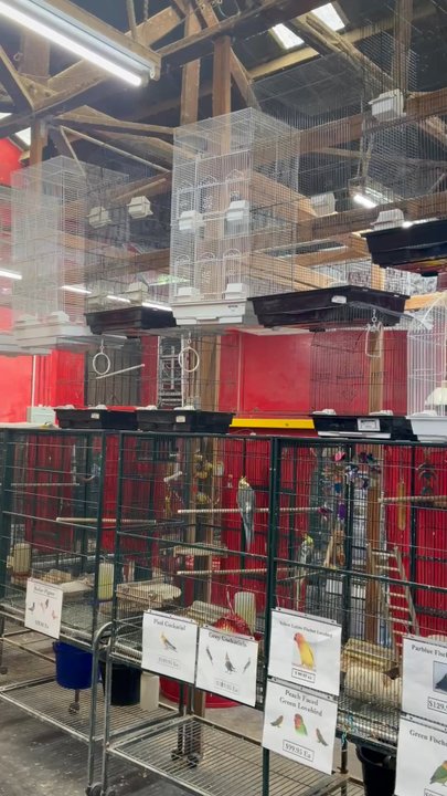 Blacksmith's Corner - Just imagine me whistle like Snow White I am wishing - Pet Stores Near Me - Bellflower, California