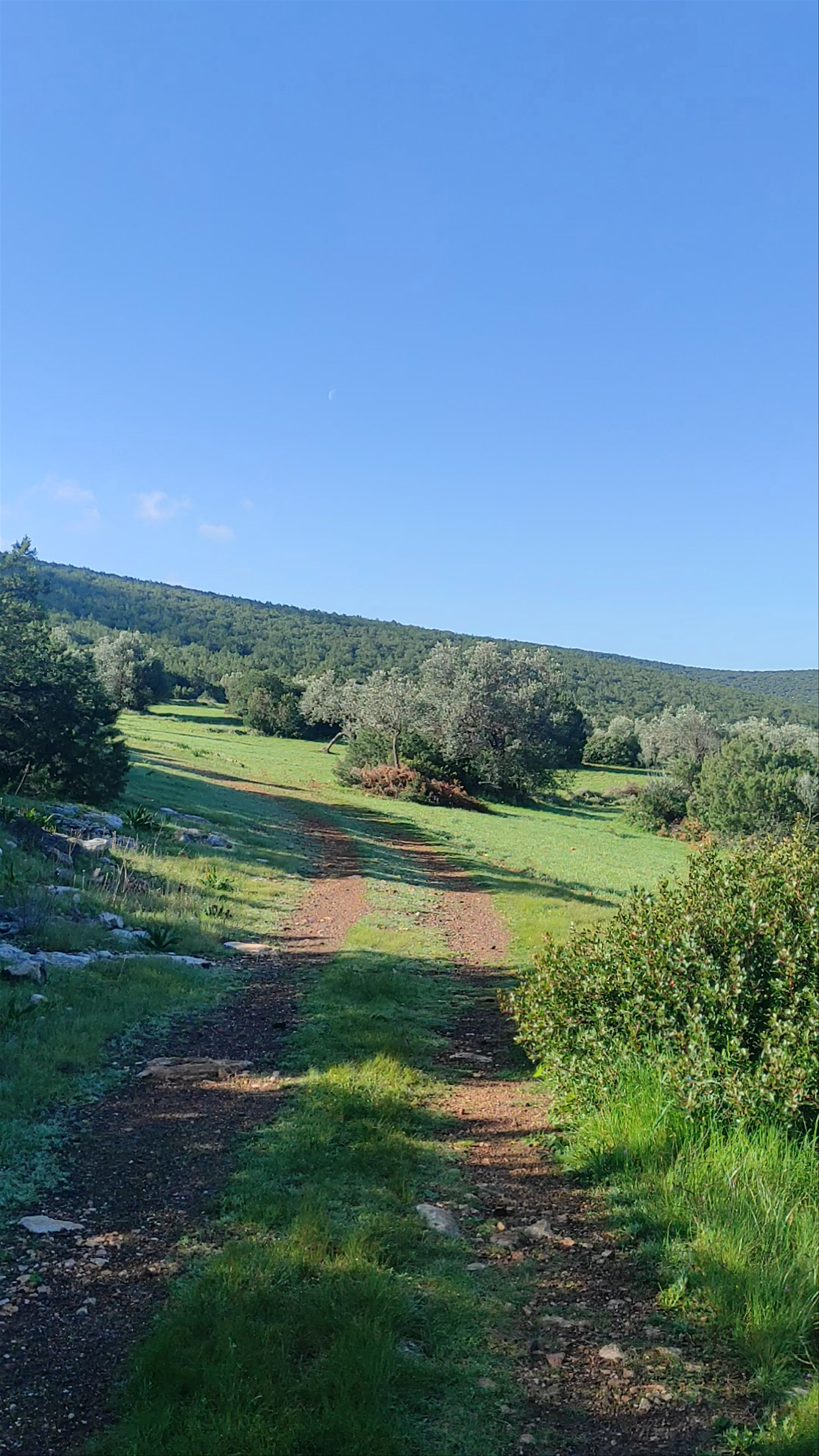 Διδυμα Αργολίδος