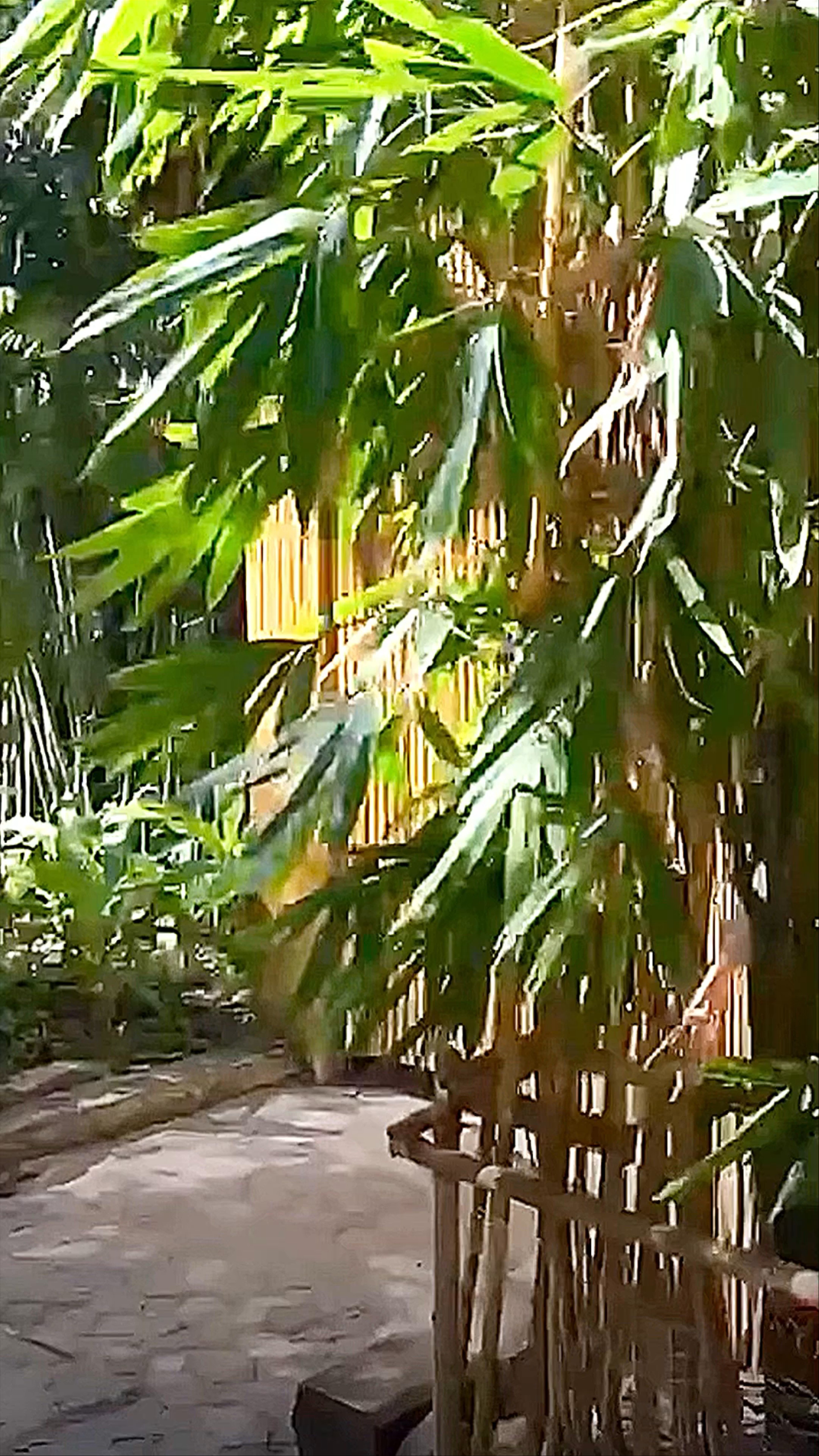 Phi Phi CoCo Beach Resort