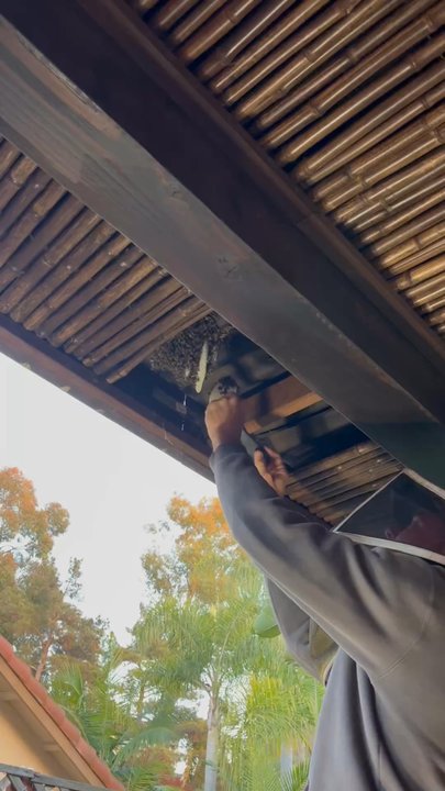 Bee Rescue - Bee closeup! - Pest Control Near Me
