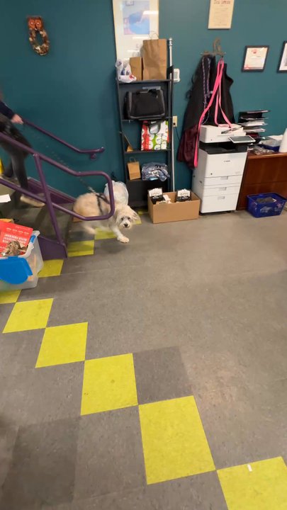 K9 Kaos - Picking up Kodak. - Pet Stores Near Me - Dover, New Hampshire