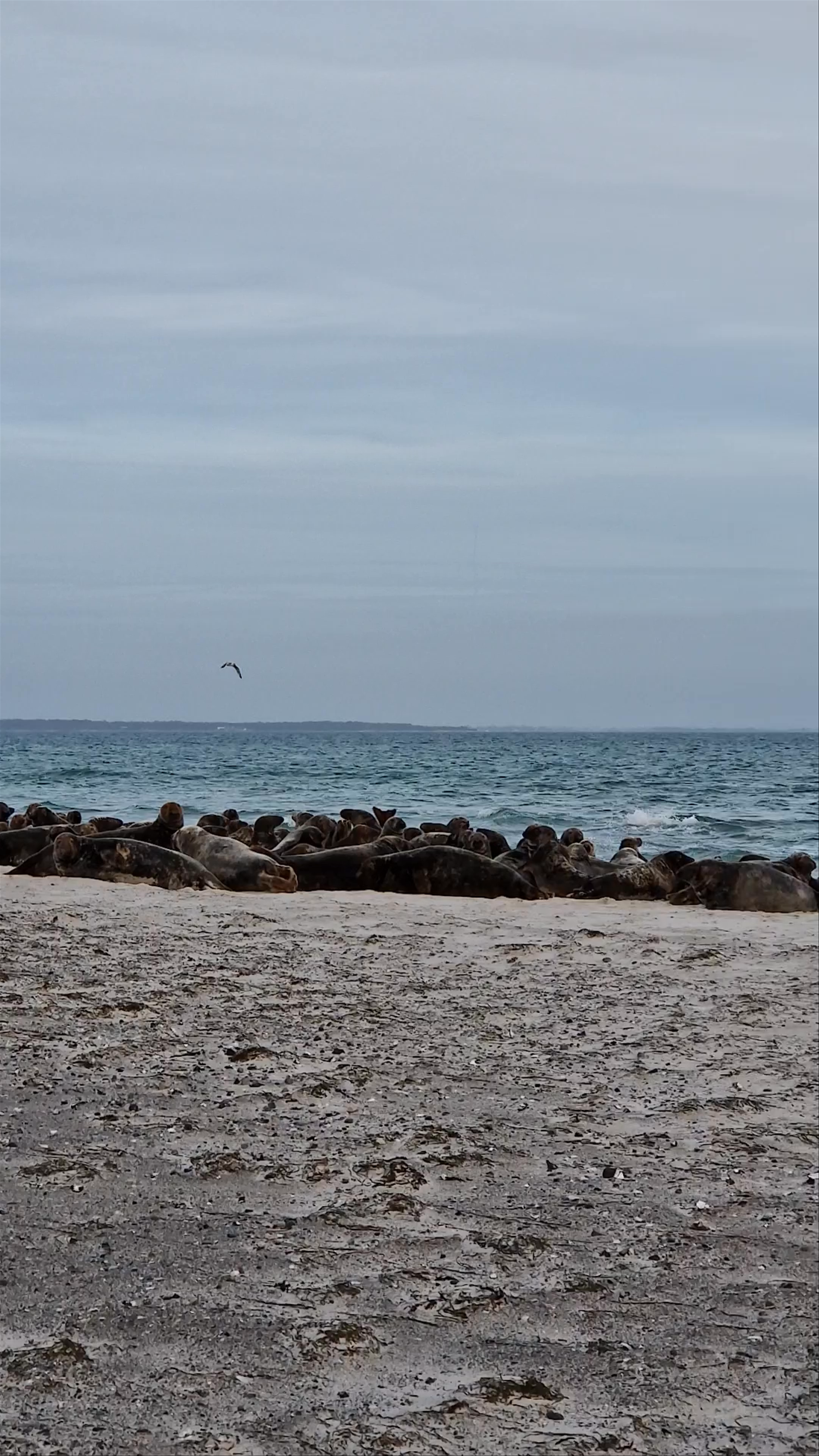 Seals Resting at Nabben Beach, Falsterbo, Sweden