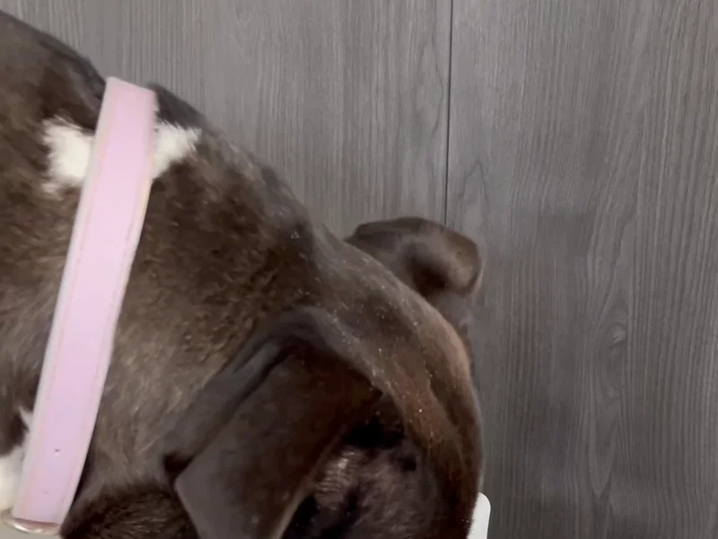 Petbuds Dog Water Filter UGC Vid