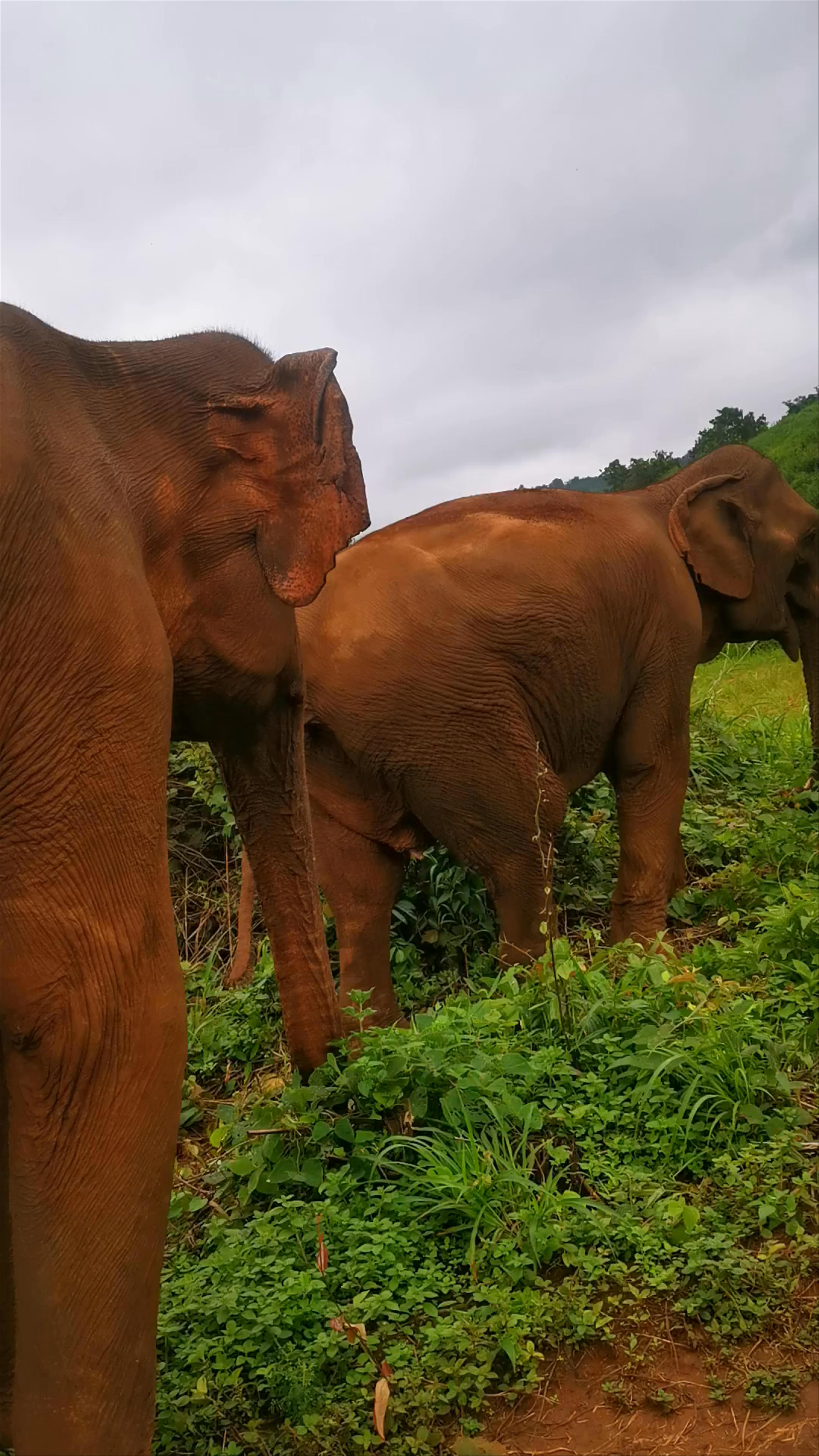 Mondulkiri Project Elephant Sanctuary