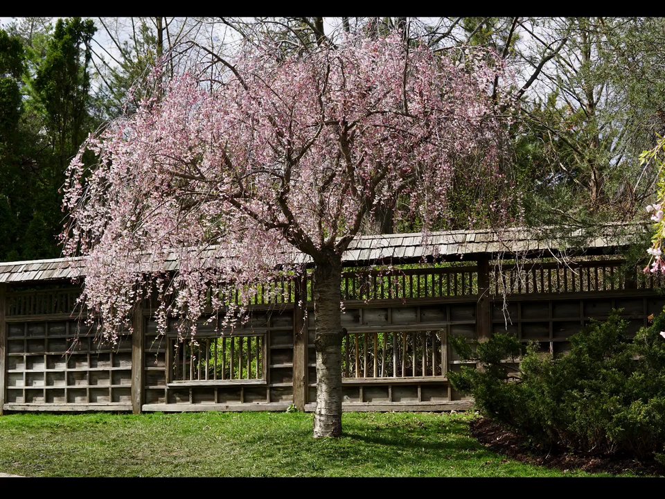 Kariya Park - April 23, 2023 - Parks Near Me - Mississauga, Ontario