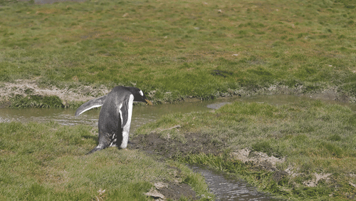 King Penguin on Saint Georgia Island animated gif
