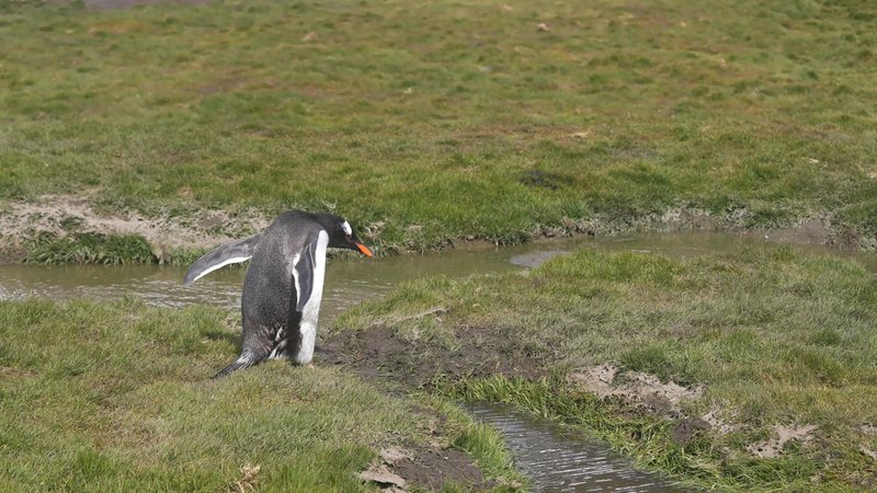 King Penguin on Saint Georgia Island poster