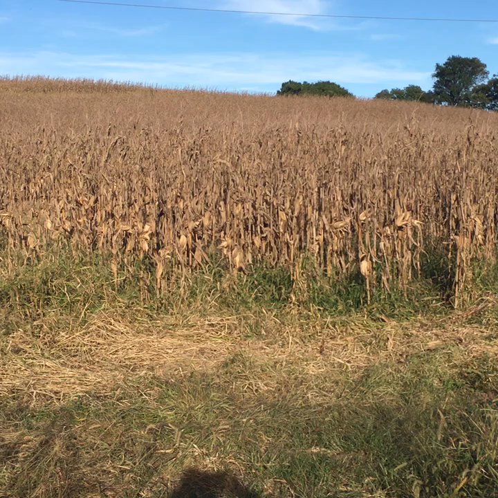 Rosaryville State Park - By the cornfield, Blair witch inspired! Lol - Hiking Near Me - Upper Marlboro, Maryland
