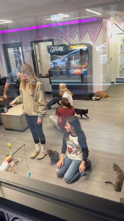 The Catcade - Playful cats great with kids! - Animal Shelters Near Me - Chicago, Illinois