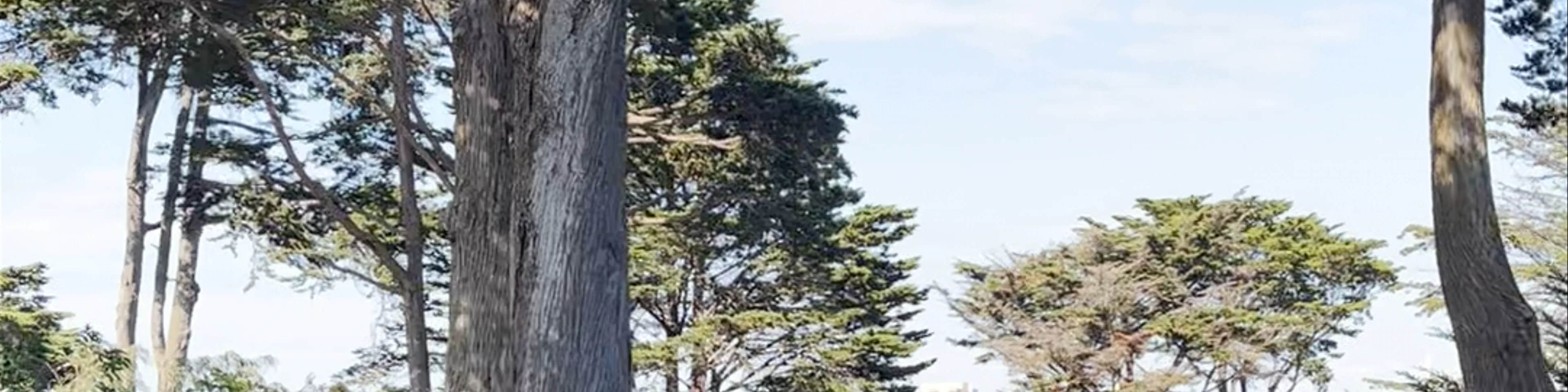 Alamo Square Park