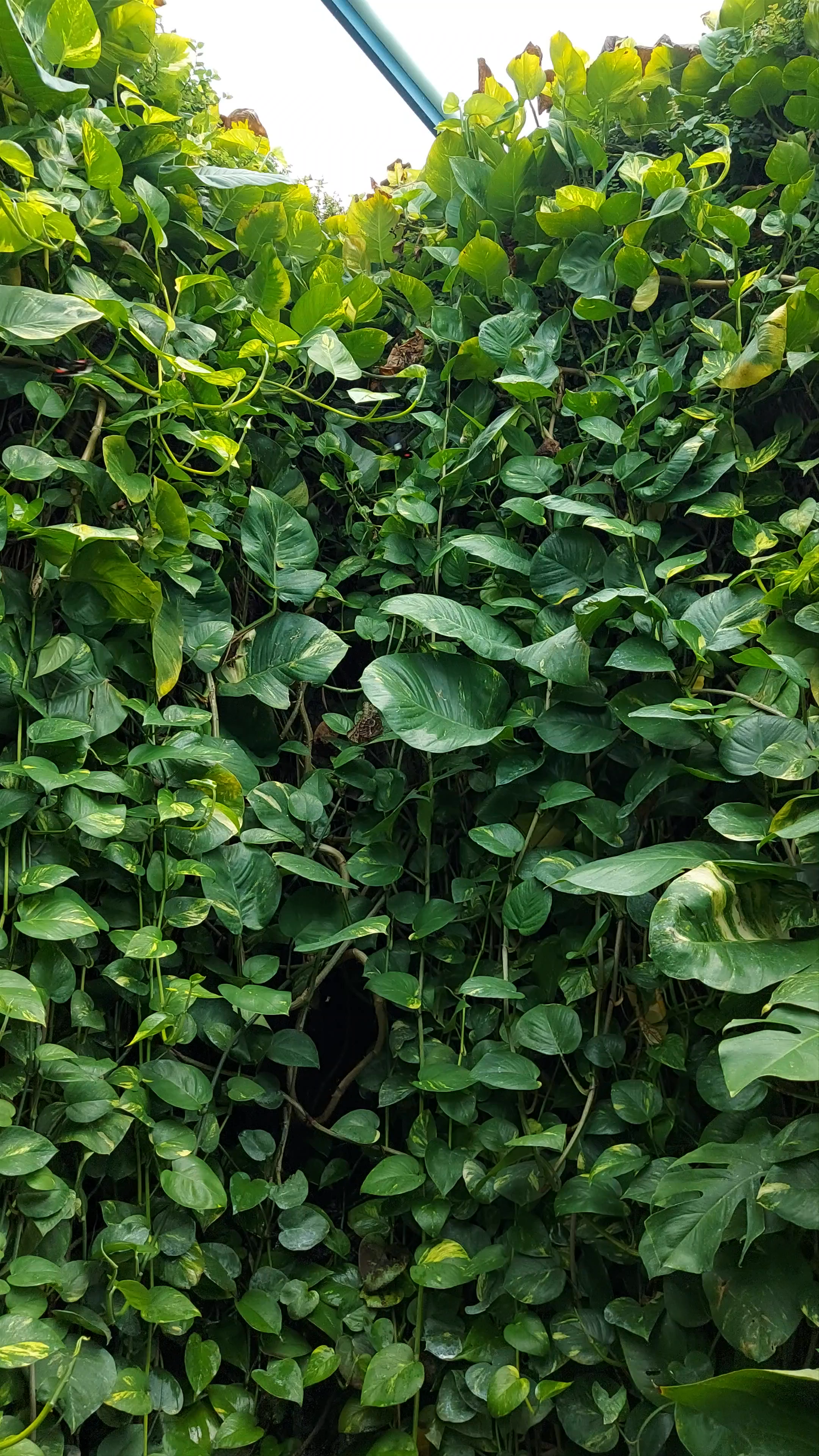 Lush Indoor Jungle at Mariposario, Granada