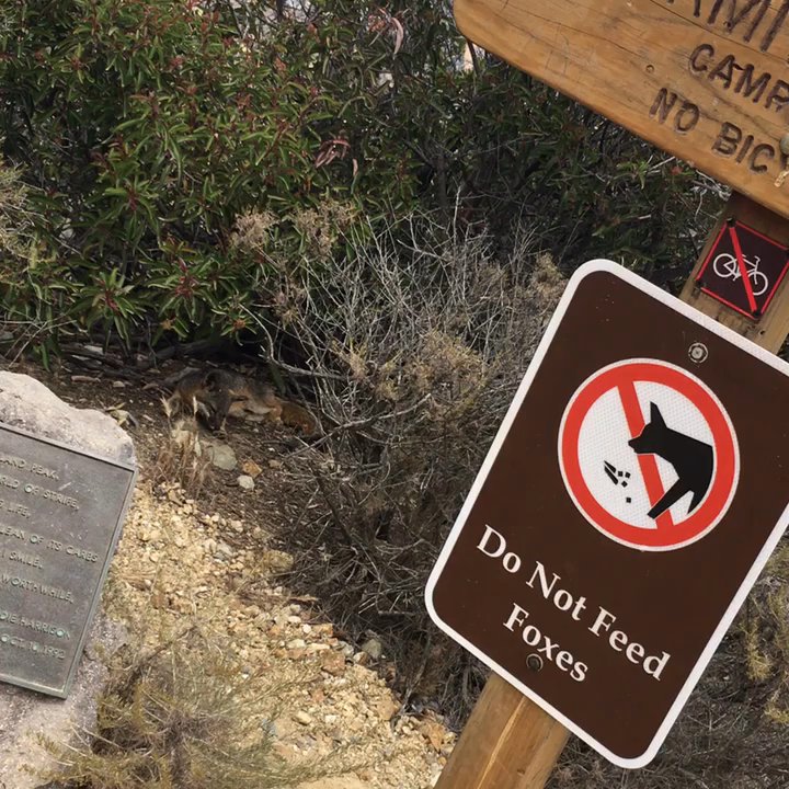 Hermit Gulch Campground - Nap time. - Campgrounds Near Me - Avalon, California