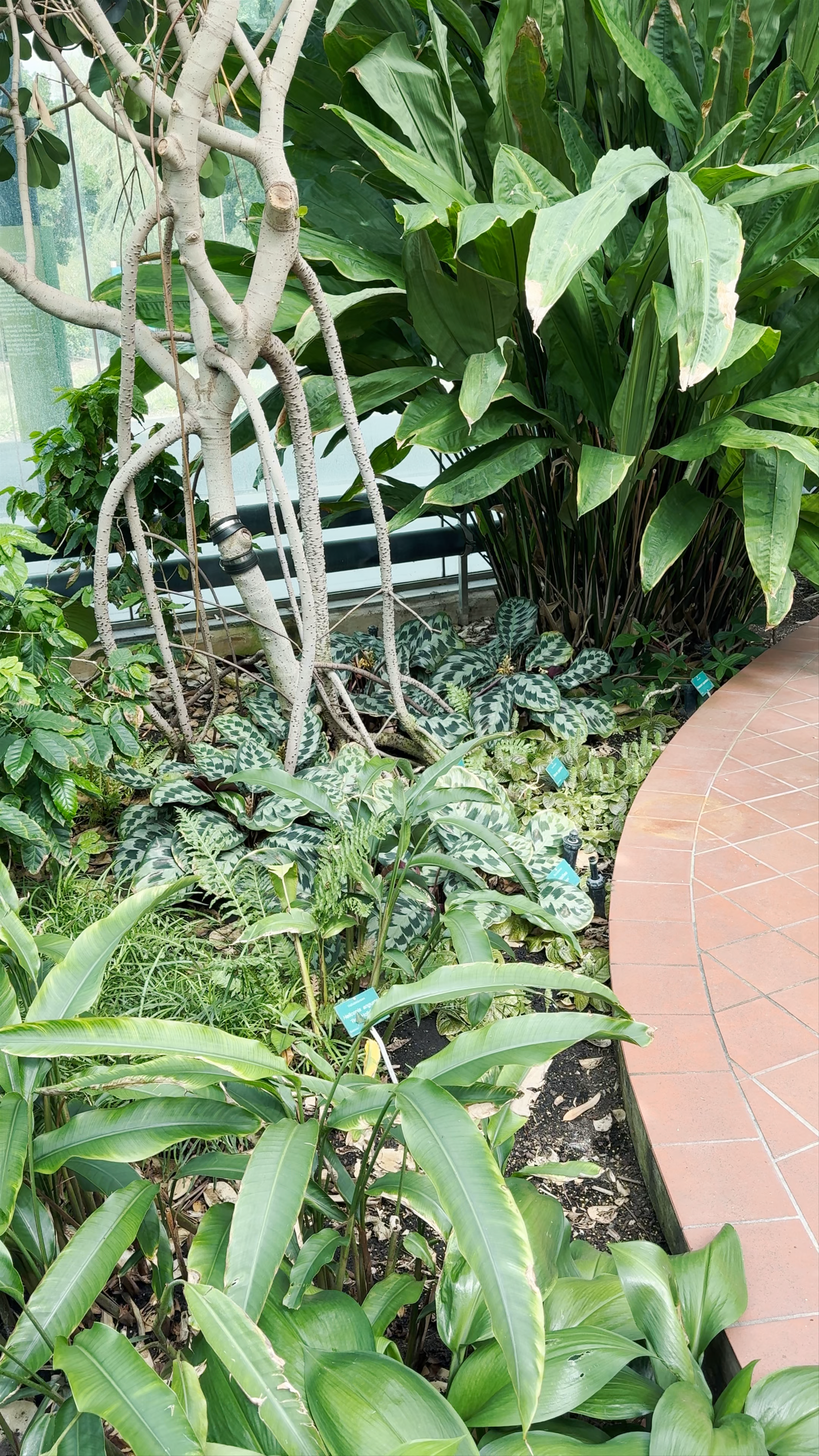 Adelaide Botanic Garden