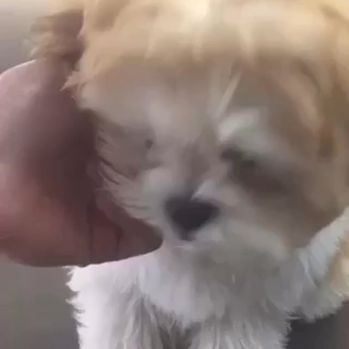Bubbles N Bones - A little before and after! - Pet Groomers Near Me