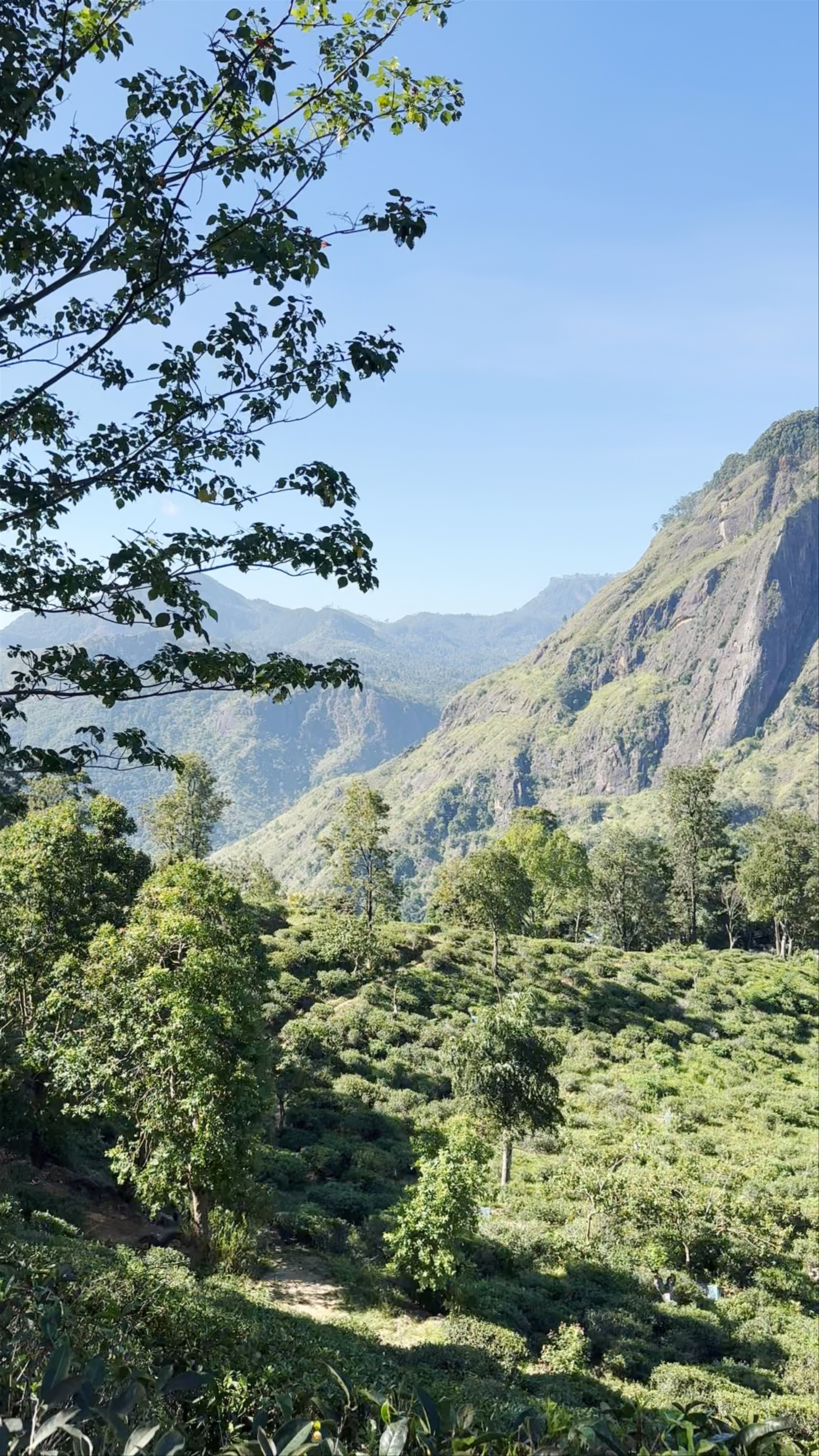 Herbage Natural Ella