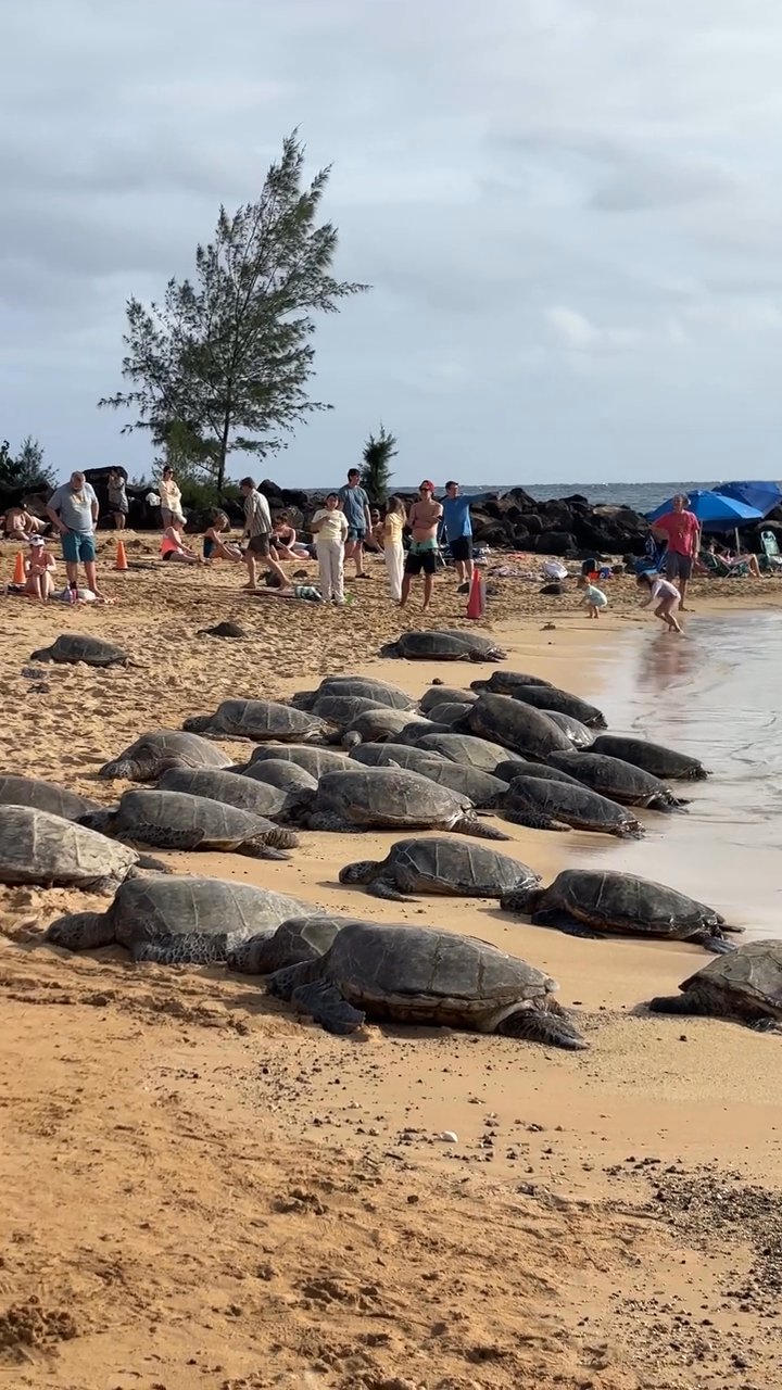paradise found
📍 Maui Hawaii
🎥 Women Manifest Success · Pexels
#travel #beach #island #paradise #wanderlust