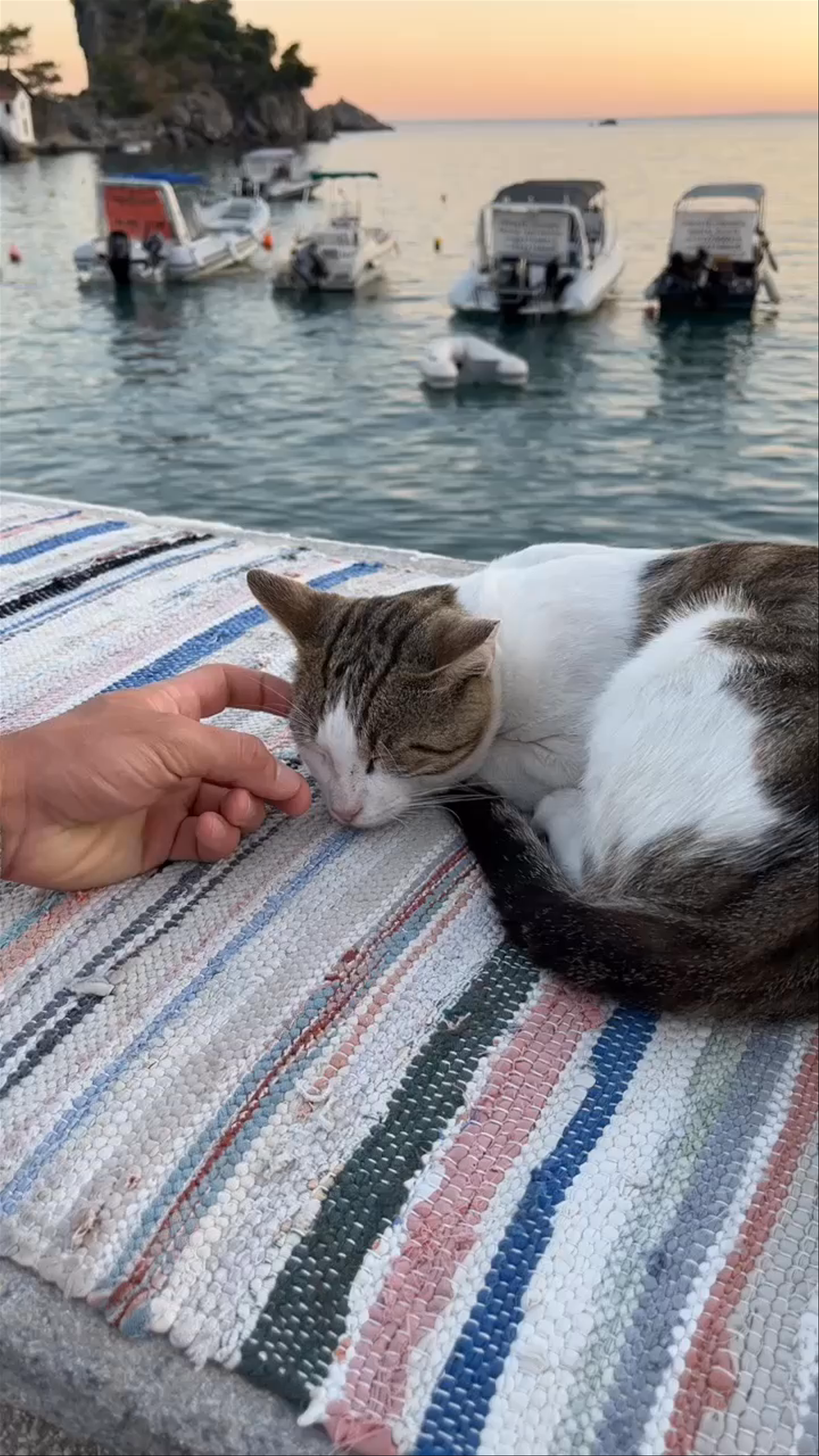 Sunset Serenity in Parga: A Moment with a Seaside Cat