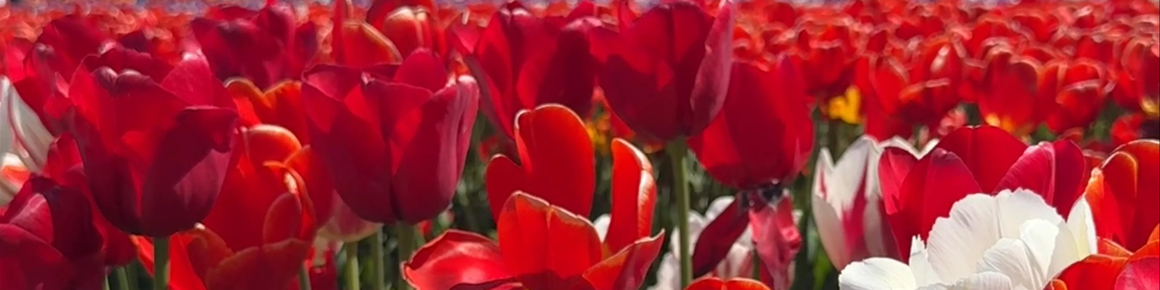 The Tulip Barn