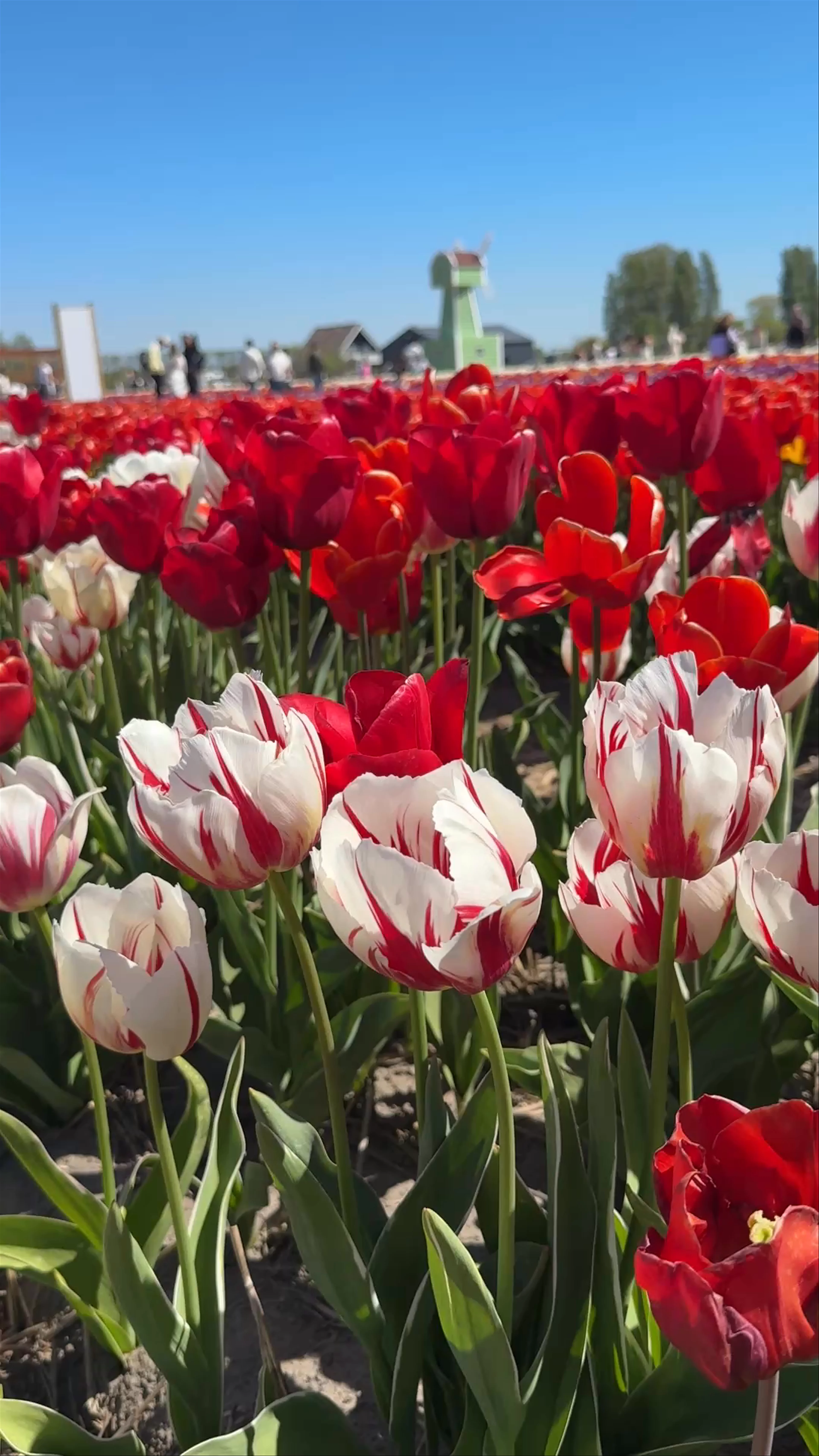 The Tulip Barn