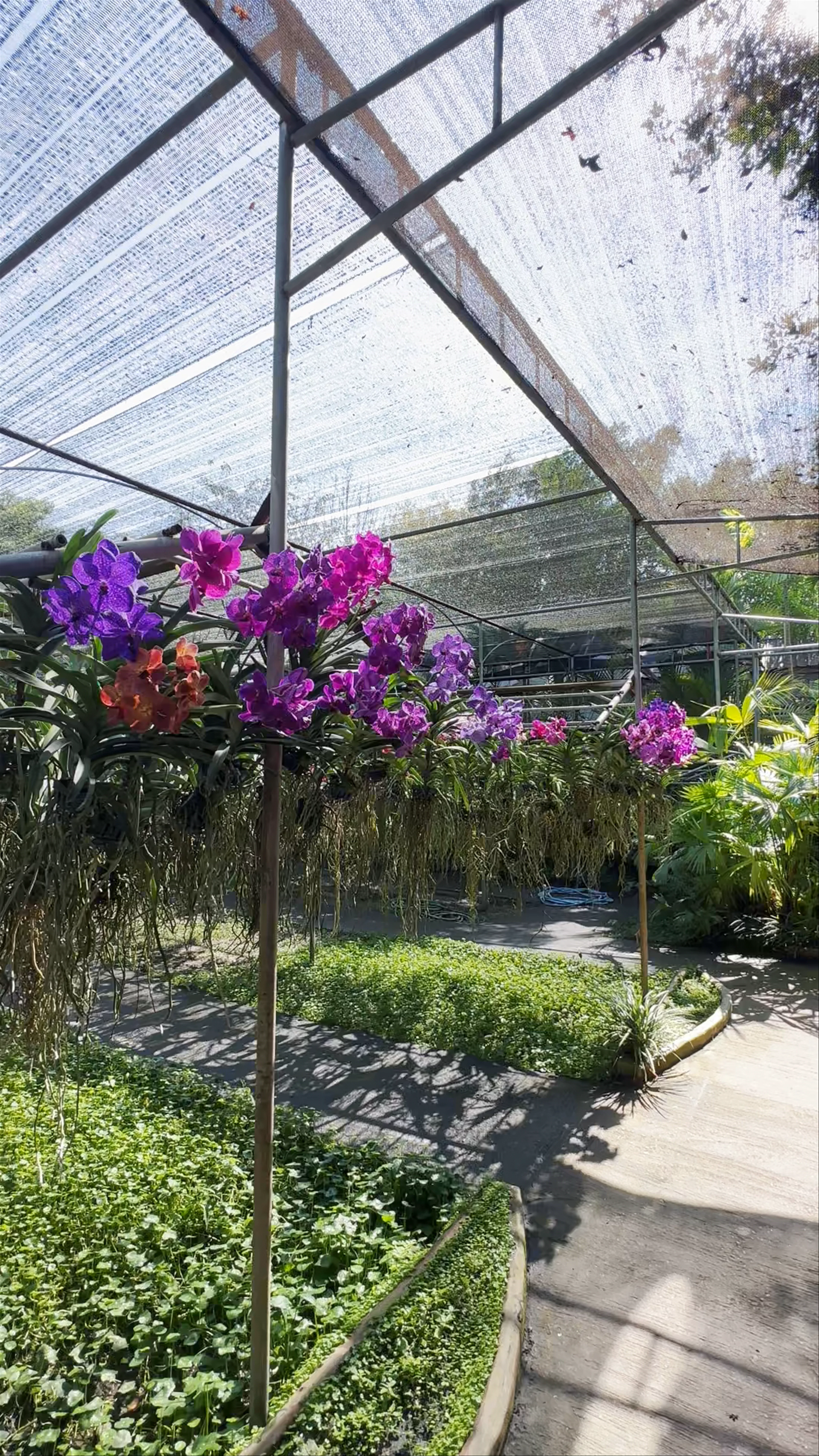 Bai Orchid-Butterfly Farm