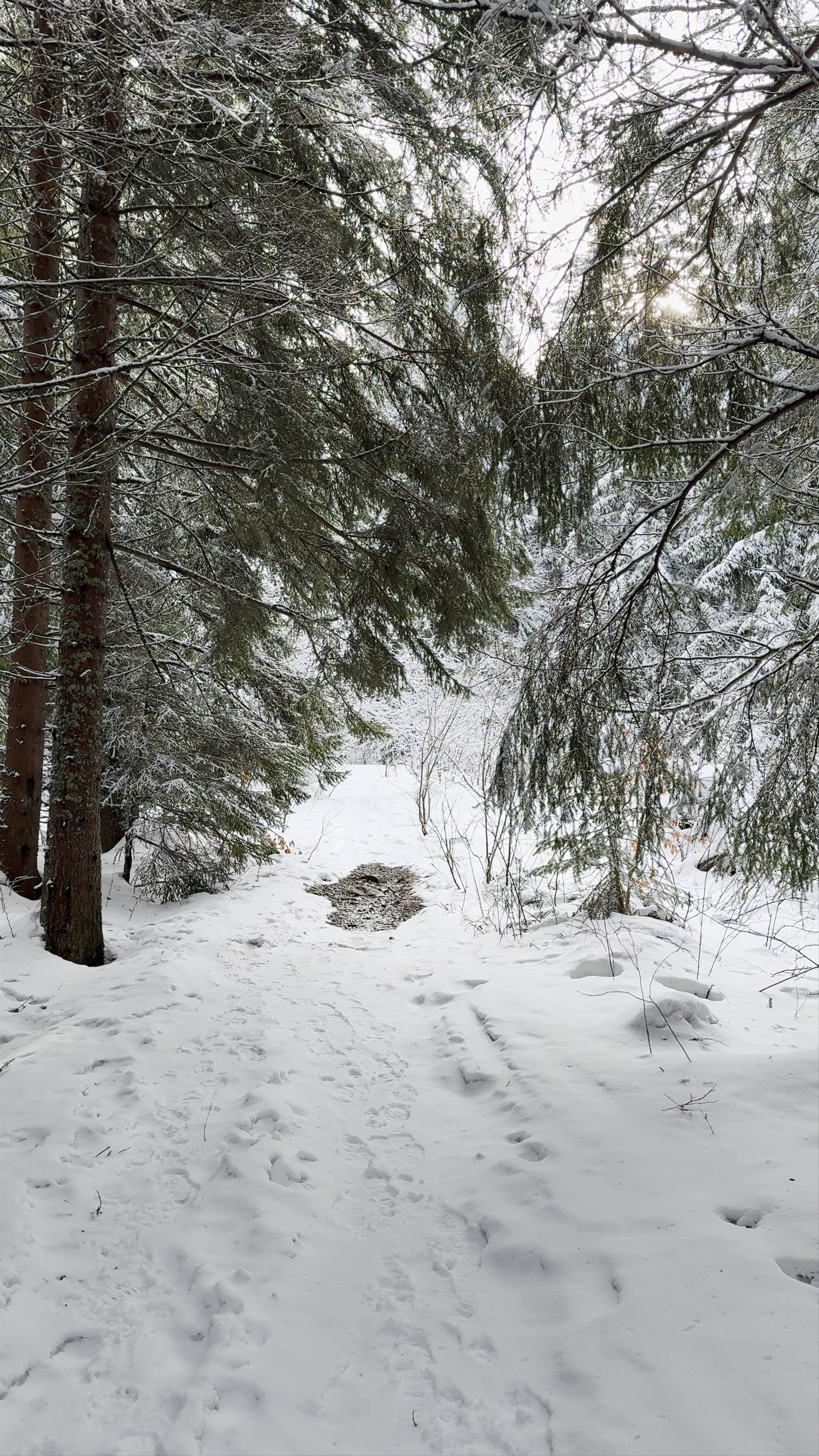 Forest trail