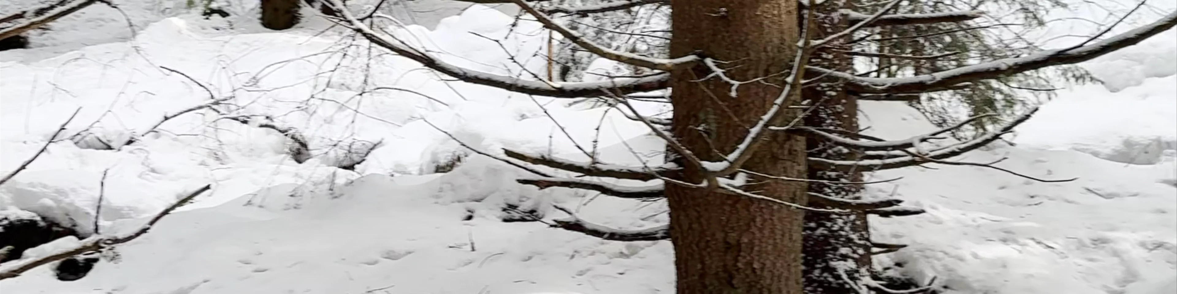 Forest trail