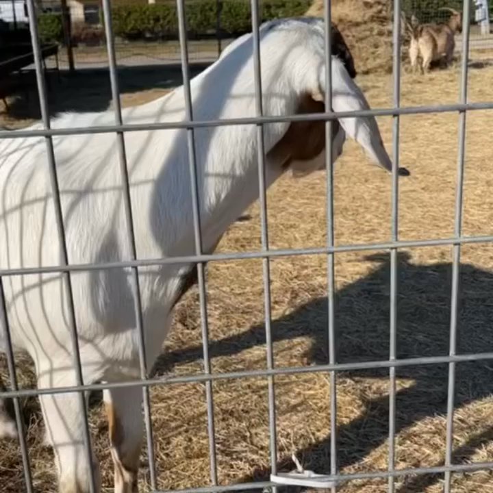 Storybook Ranch Pumpkin Patch - Goats galore! - Community Service/Non-Profit Near Me - McKinney, Texas