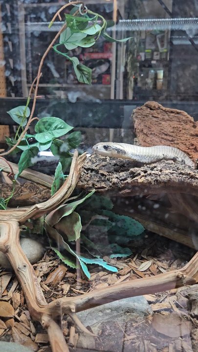 The Serpentarium - I forget what type of snake this is...but its gorgeous - Pet Stores Near Me - Roseville, California