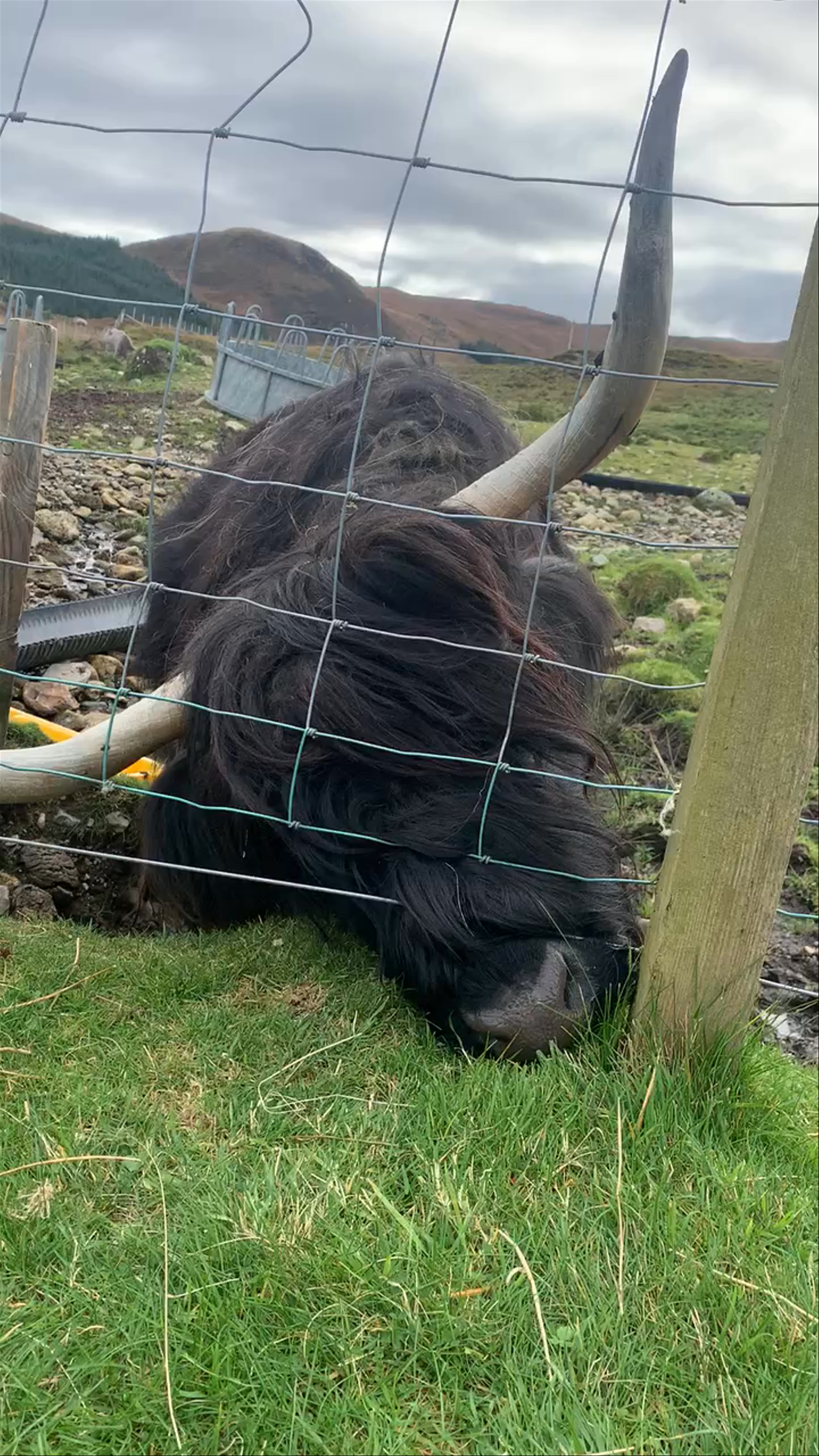 Highland Cattle Relaxing at Sconser Lodge, Isle of Skye