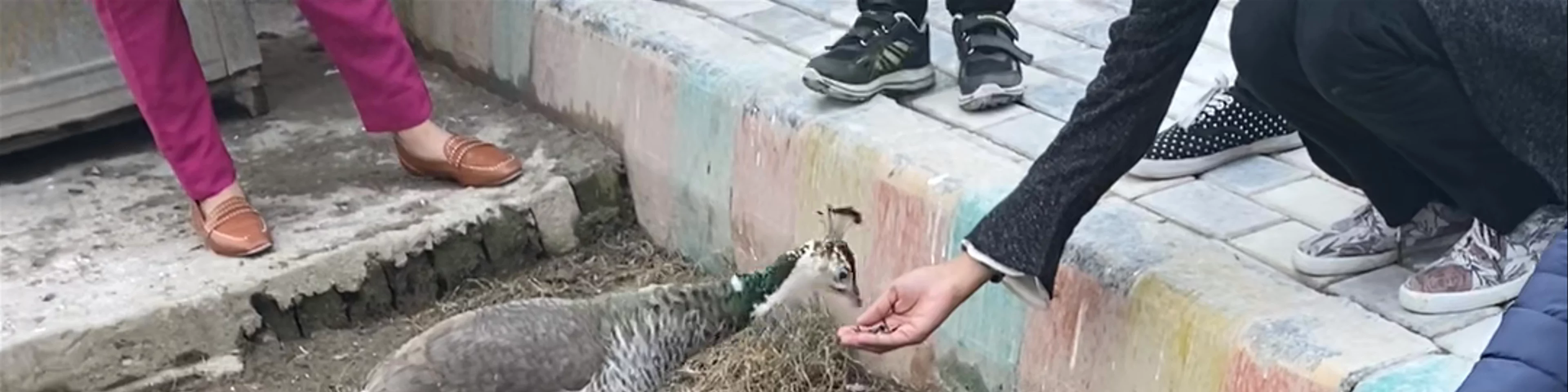 Lahore Wildlife Park