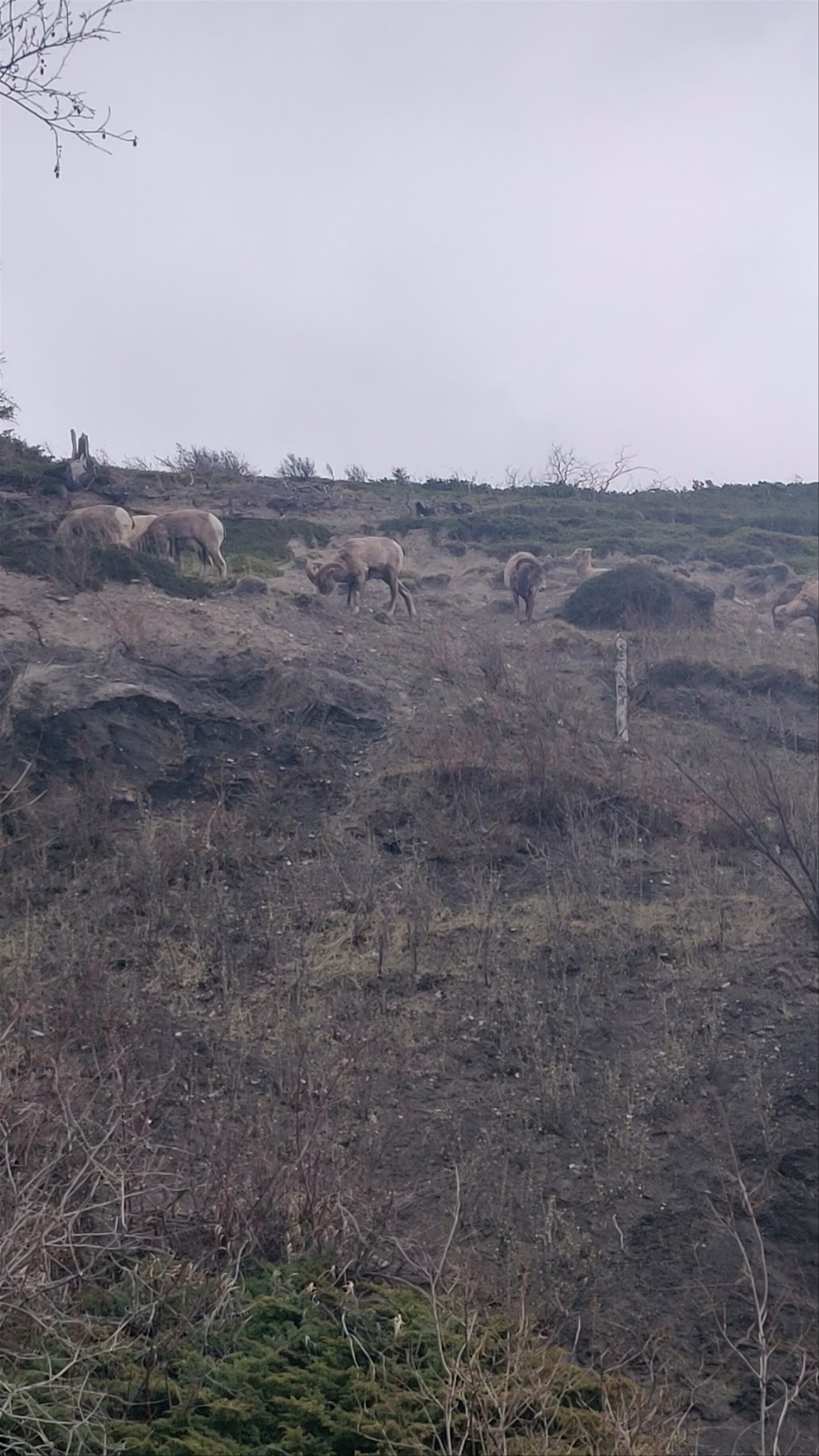 Jasper National Park Wildlife