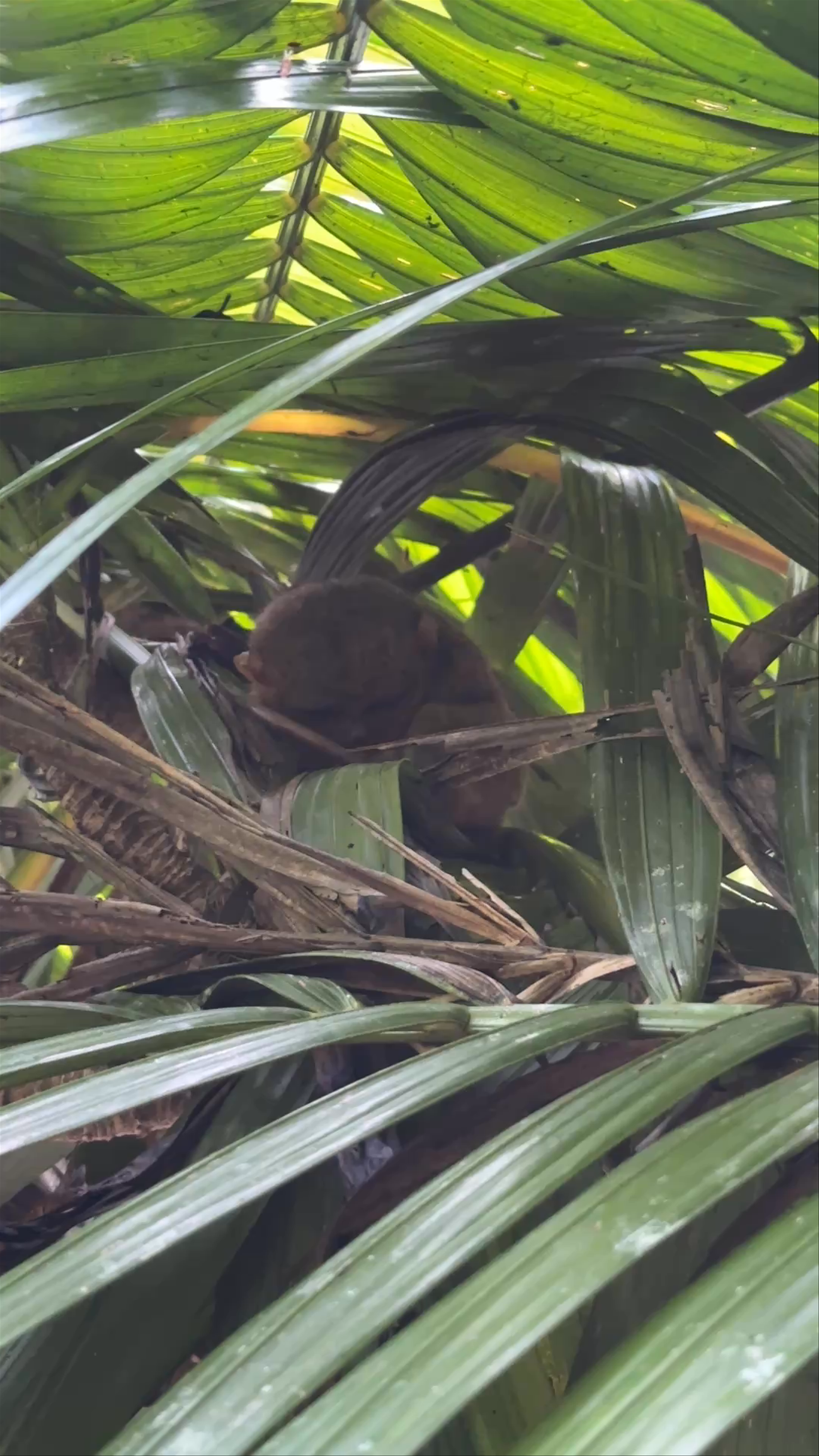 Philippine Tarsier Sanctuary