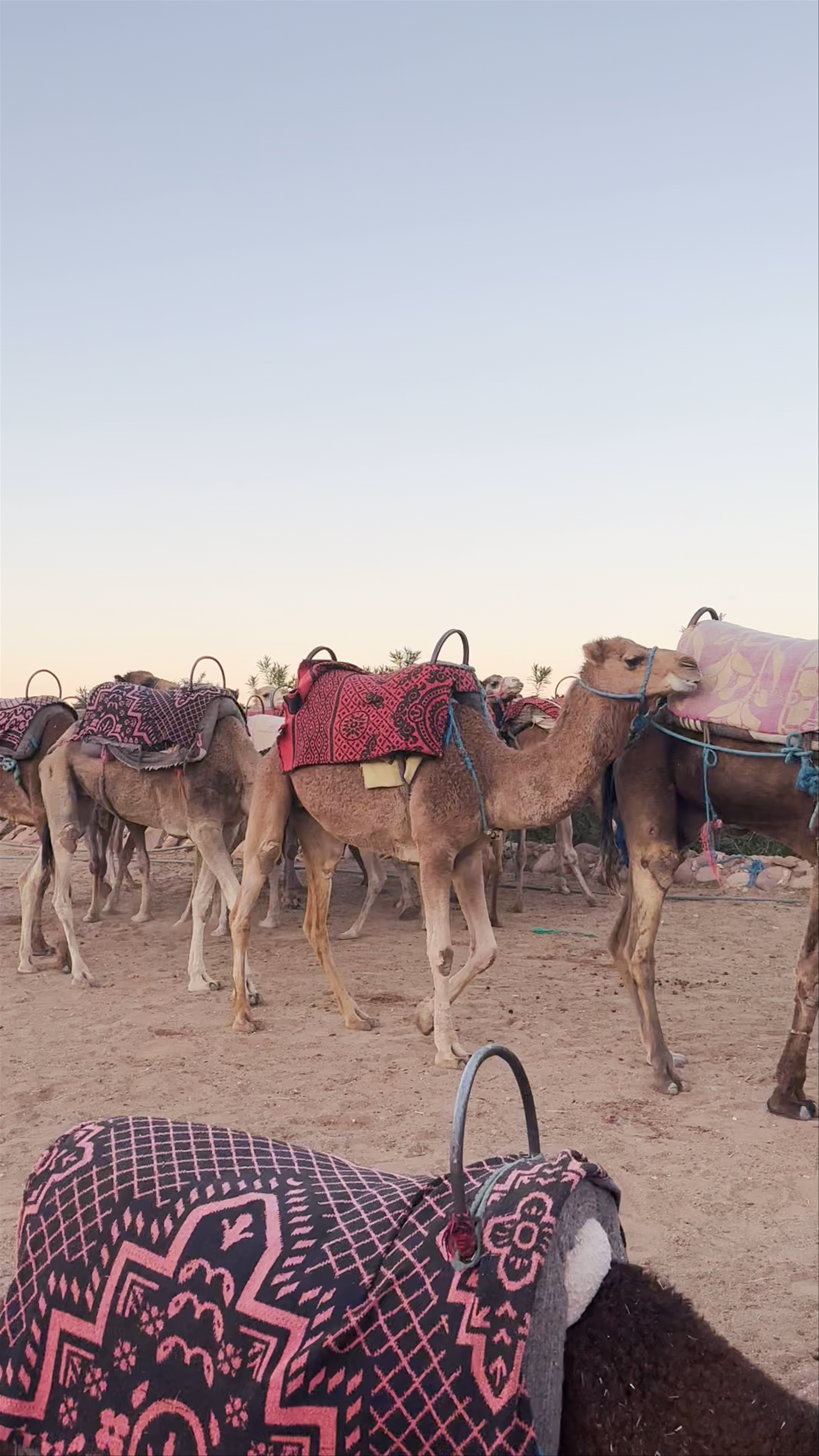 Magic of Agafay Desert: Camels at Sunset in Marrakech