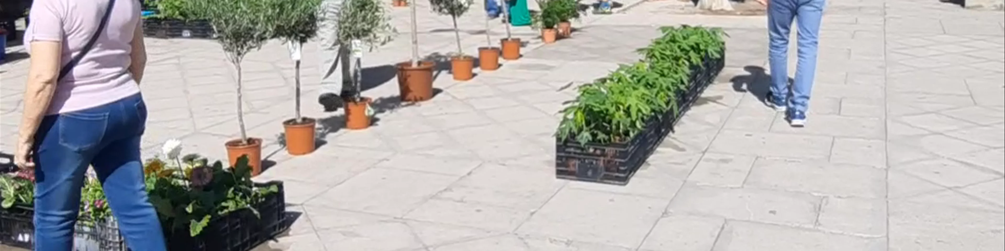 Plaza de la Alameda