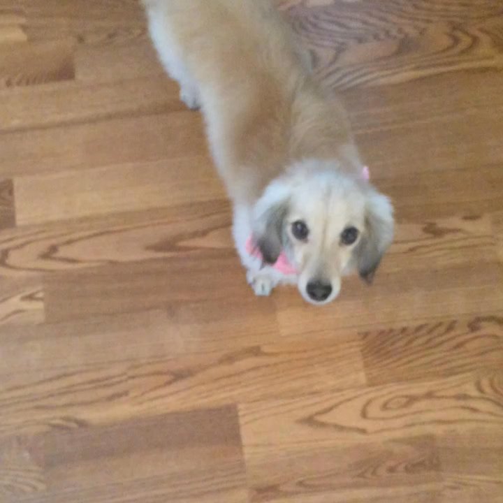 On Command - Pippa doing sit - Pet Groomers Near Me - Sparks, Nevada