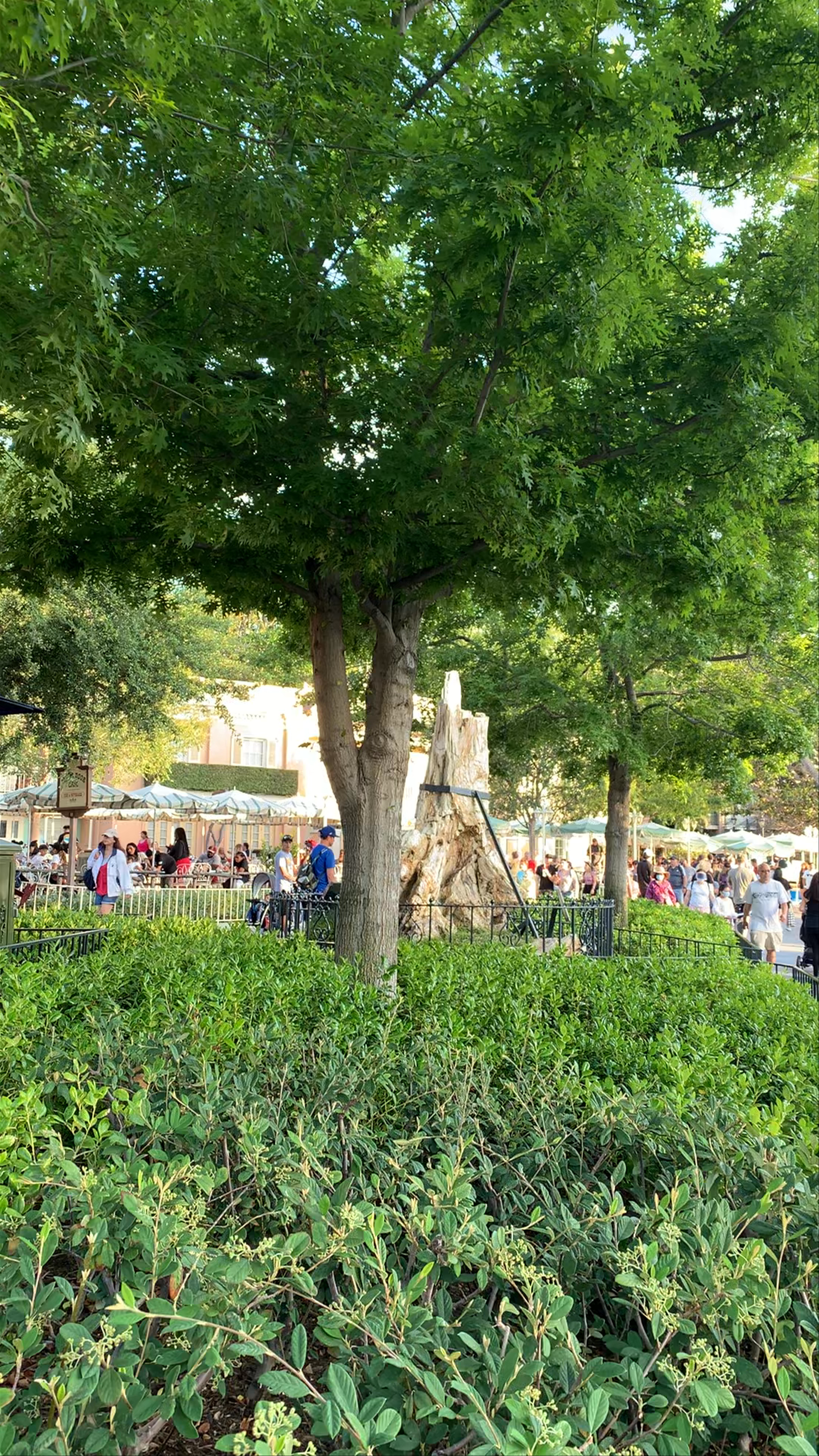Enchanting Afternoon at Disneyland Park, Anaheim