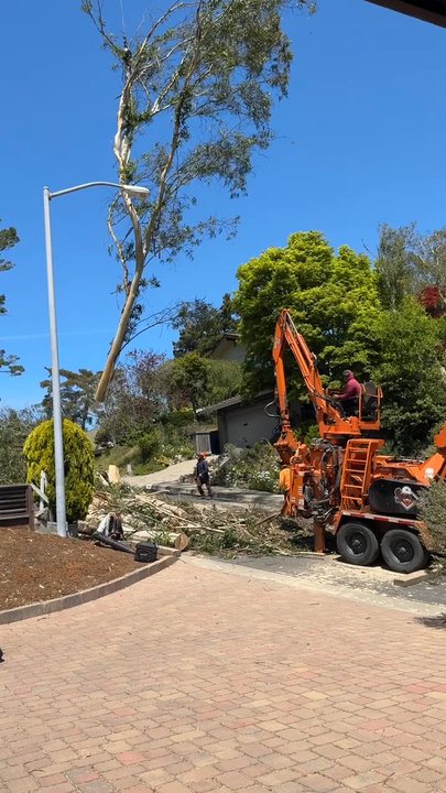 Julian Tree Care - Tree Services Near Me