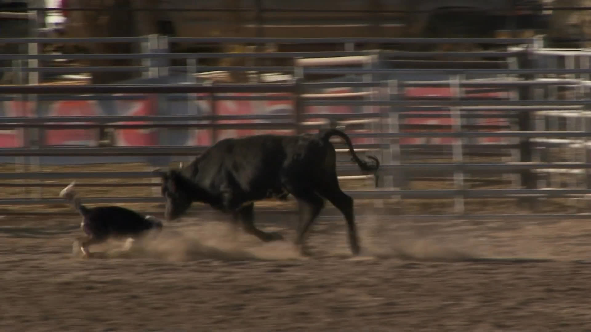 A trained border collie maneuvers cattle across an arena, following the guidance of a handler to navigate the livestock into a pen. The scene demonstrates the precise communication and agility required in professional stock herding.
