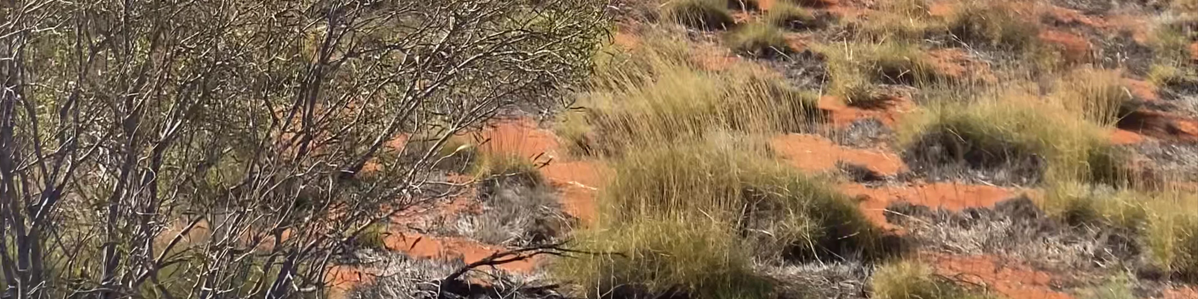 Uluṟu-Kata Tjuṯa National Park