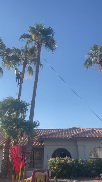 Bros Tree Care - Palm removal - Tree Services Near Me