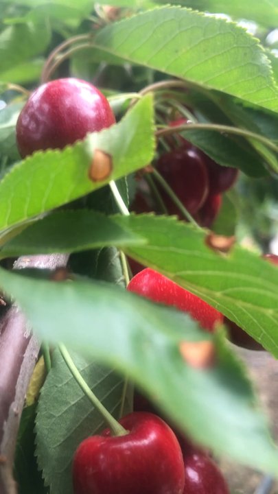 Bloomfield Cherries - That was so nice. There are a lot of cherries. They so texture and sweet. - Pick Your Own Farms Near Me - Brentwood, California