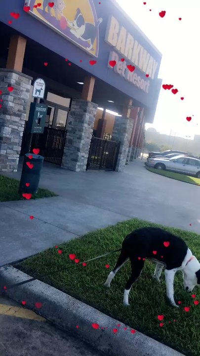 Barkway Pet Resort - Pet Sitting Near Me - Tomball, Texas