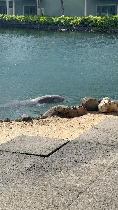Dolphin Quest - Tours Near Me - Honolulu, Hawaii