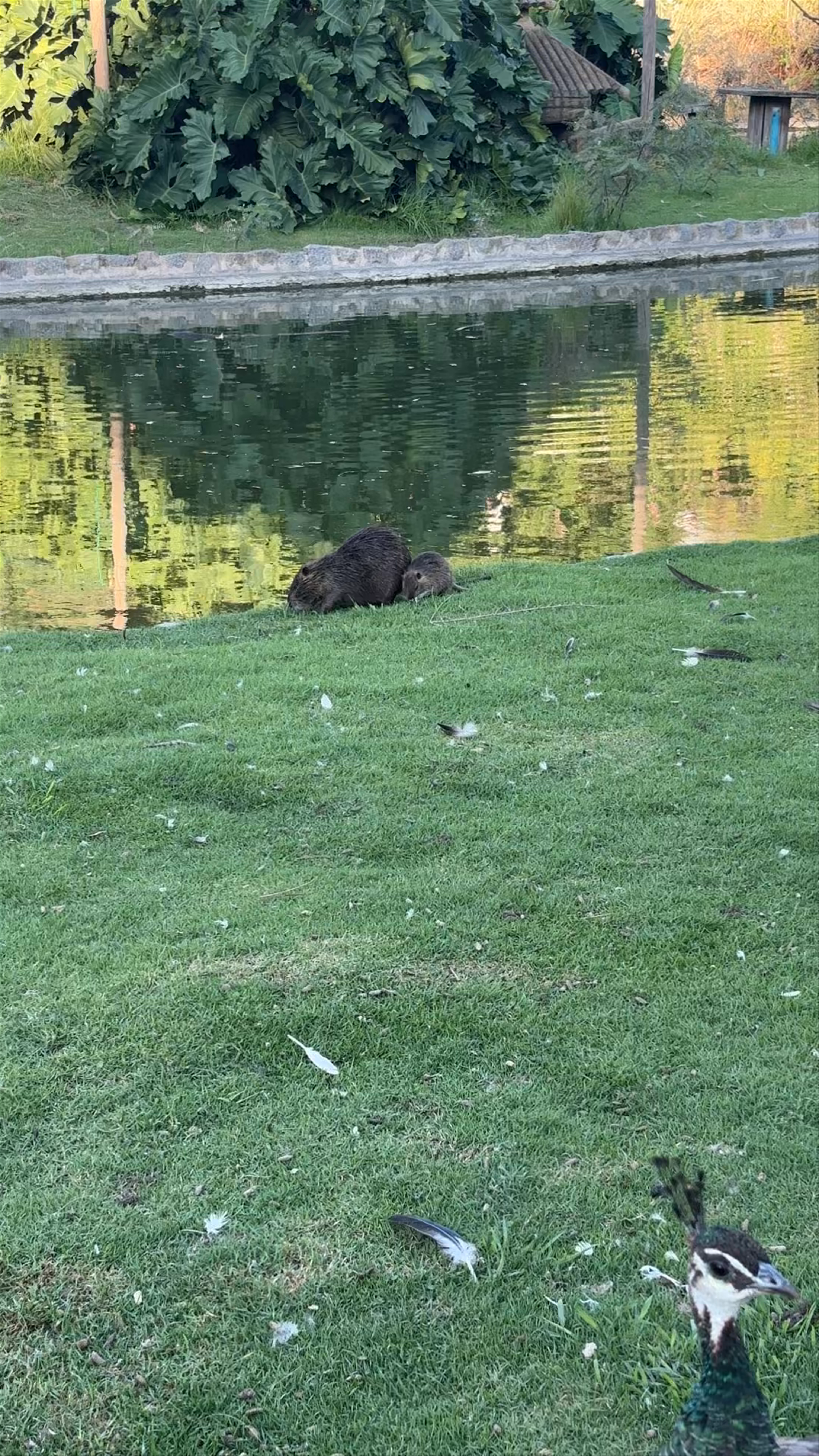 Ecoparque ex Zoo de palermo