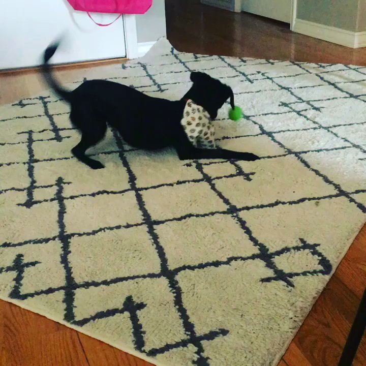 Ginger's Pet Rescue - Reilly and his ball - Animal Shelters Near Me