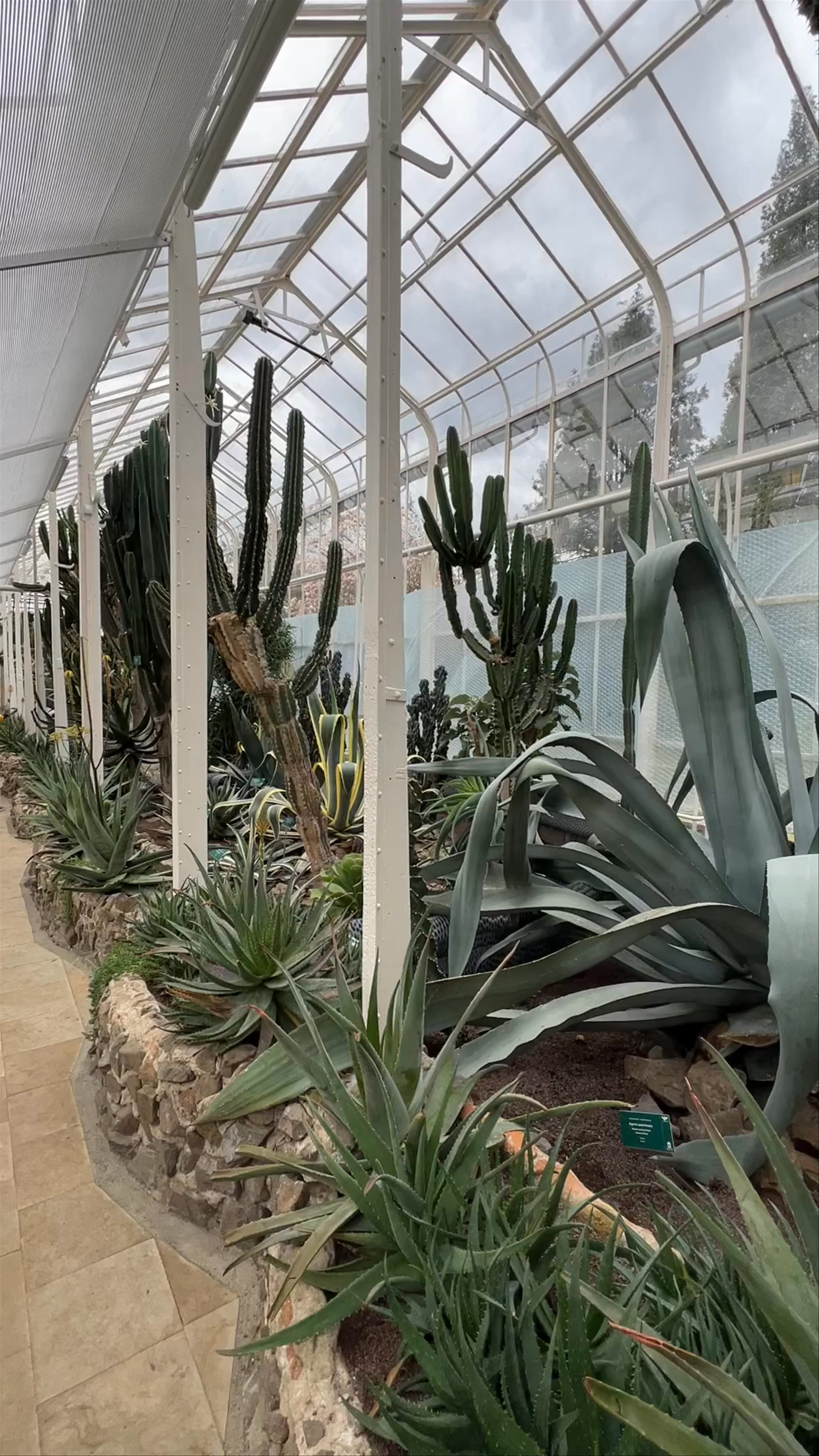 Palmiarnia