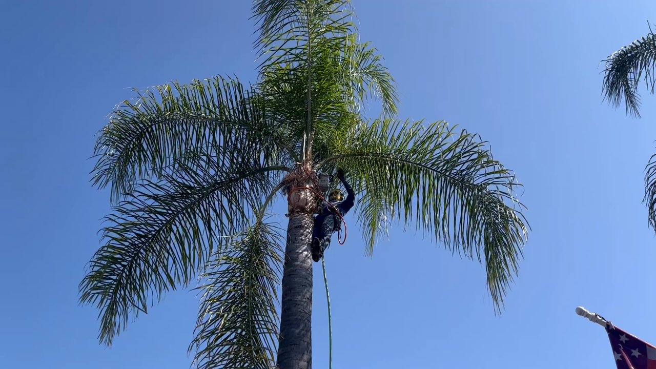 Rendova Arbor Care - Palm trimming - Tree Services Near Me