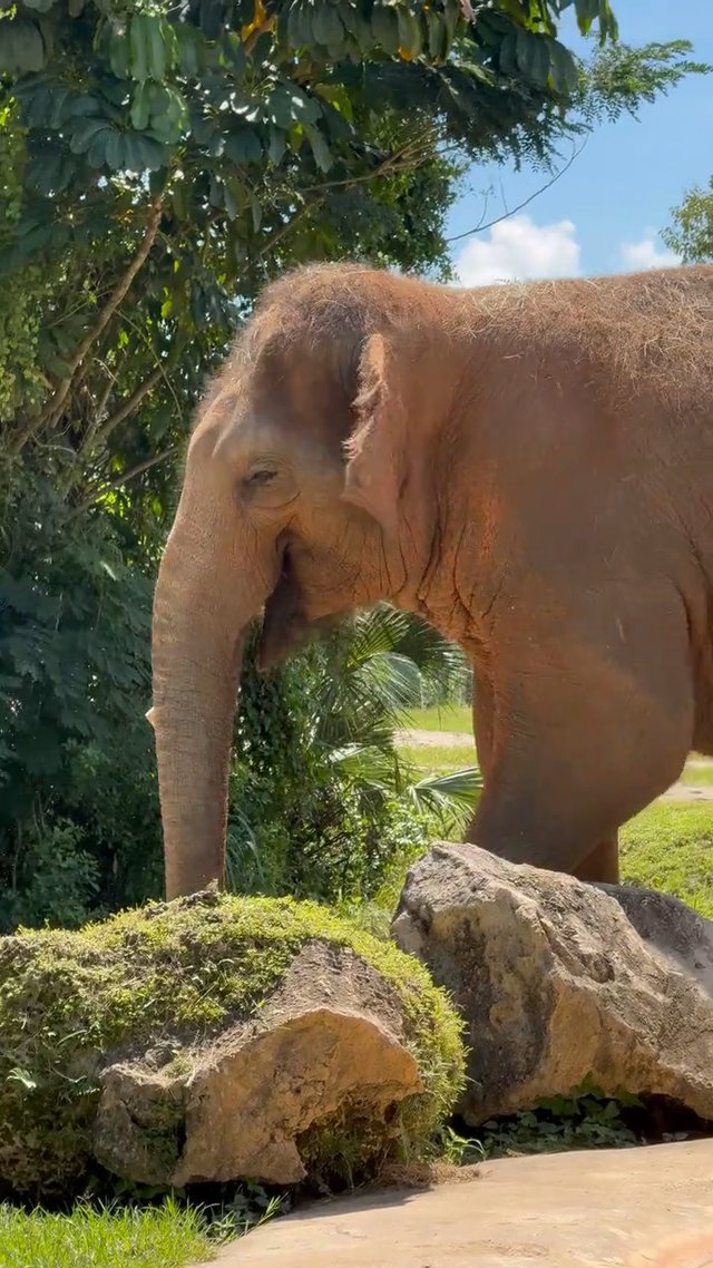 How Well Do You Know Elephants?